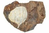 Fossil Ginkgo Leaf From North Dakota - Paleocene #262472-1